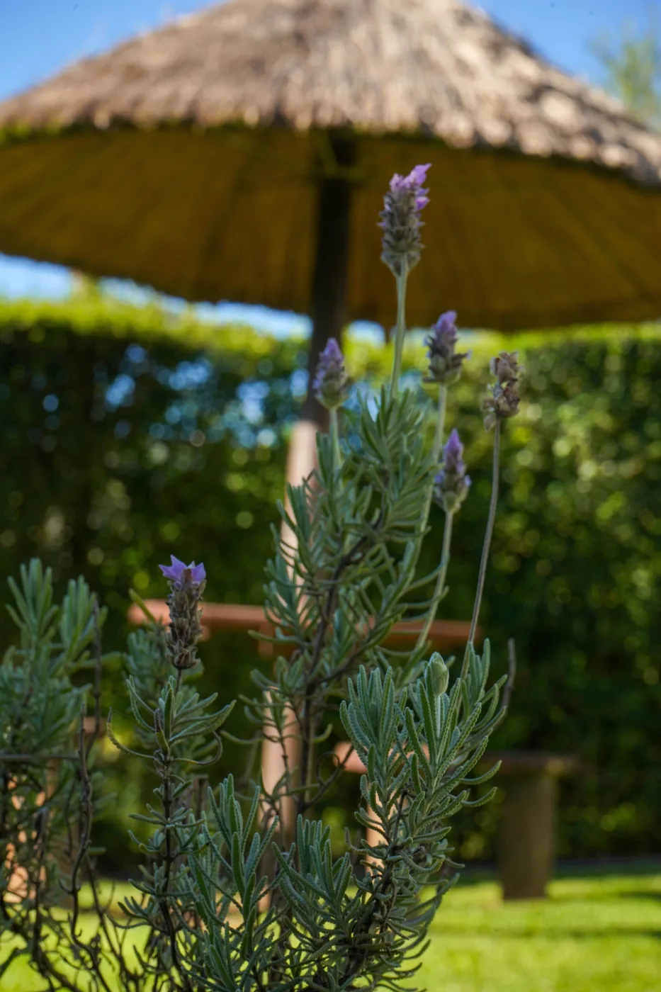 Lavanda florecida en el parque de Los Álamos, con el quincho de fondo